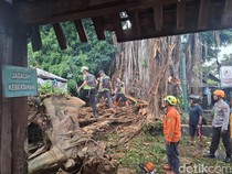 Pohon Beringin Tua di Masjid Kotagede Ambruk, Timpa Warung-Mobil