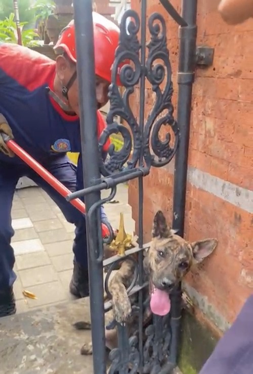 Seekor anjing terjepit di sela-sela pagar sebuah pura, yang sedang ditolong petugas Damkar Badung, Kamis (29/1/2026). (Diskarmat Badung)