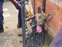 Dramatis! Damkar Badung Evakuasi Anjing Terjepit Pagar Pura di Kerobokan