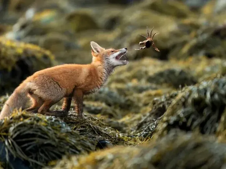 Karya Jawara The Society of Photographers 2025 Bikin Tak Berkedip