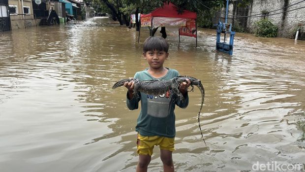 Tiga ekor ular jenis sanca dan seekor biawak berhasil ditangkap warga di Jalan Duta Kranji, Bekasi Barat, Kota Bekasi, Jawa Barat saat terjadi banjir. (Rachma Indira/detikcom)