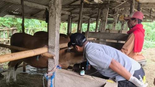 Vaksinasi LSD di Kecamatan Negara, Jembrana, Rabu (28/1/2026). (Dok.  Pemkab Jembrana)