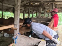 Jembrana Terima 3.940 Dosis Vaksin LSD, Prioritas untuk Daerah Tertular