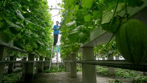 Atap Rumah Sakit Disulap Jadi Greenhouse, Panen Melon Capai Dua Ton
