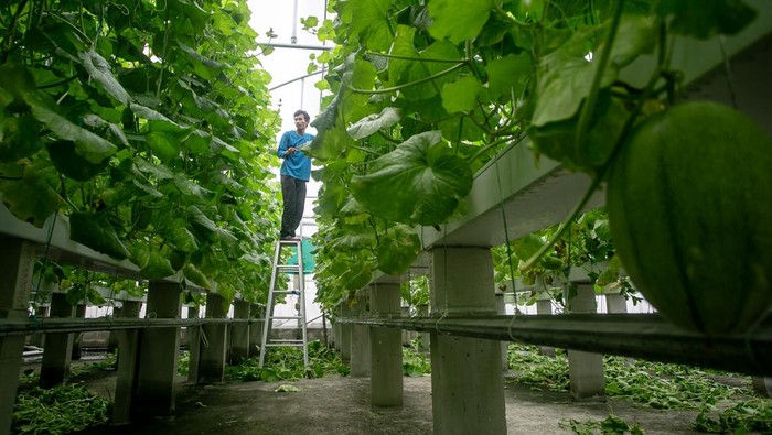 Atap Rumah Sakit Disulap Jadi Greenhouse, Panen Melon Capai Dua Ton Pekerja merawat tanaman melon di dalam rumah kaca atau greenhouse atap Rumah Sakit Umum Daerah (RSUD) dr. Soehadi Prijonegoro (RSSP), Sragen, Jawa Tengah, Kamis (29/1/2026). Koperasi Waras Farm RSSP Sragen memanfaatkan atap rumah sakit untuk budidaya melon varietas the blues dan lavender yang mampu menghasilkan sekitar dua ton melon setiap kali panen dan telah dikirim ke pusat perbelanjaan hingga wisata petik melon bagi karyawan dan pengunjung rumah sakit. ANTARA FOTO/Mohammad Ayudha/bar