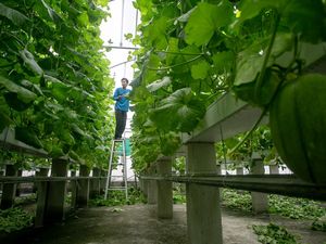 Atap Rumah Sakit Disulap Jadi Greenhouse, Panen Melon Capai Dua Ton