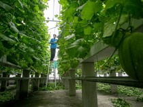 Atap Rumah Sakit Disulap Jadi Greenhouse, Panen Melon Capai Dua Ton