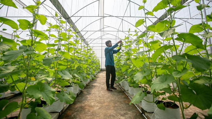 Atap Rumah Sakit Disulap Jadi Greenhouse, Panen Melon Capai Dua Ton Pekerja merawat tanaman melon di dalam rumah kaca atau greenhouse atap Rumah Sakit Umum Daerah (RSUD) dr. Soehadi Prijonegoro (RSSP), Sragen, Jawa Tengah, Kamis (29/1/2026). Koperasi Waras Farm RSSP Sragen memanfaatkan atap rumah sakit untuk budidaya melon varietas the blues dan lavender yang mampu menghasilkan sekitar dua ton melon setiap kali panen dan telah dikirim ke pusat perbelanjaan hingga wisata petik melon bagi karyawan dan pengunjung rumah sakit. ANTARA FOTO/Mohammad Ayudha/bar