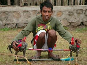 Mirip Karapan Sapi, Ini Tradisi Barapan Ayam Khas Sumbawa Barat