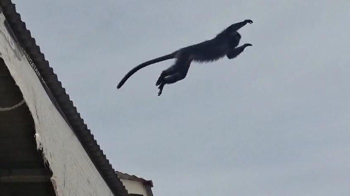 Jabar Hari Ini: Teror Lutung di Sukabumi dan Analisis Longsor Maut Cisarua