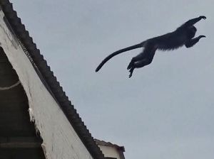 BKSDA Pasang Perangkap Evakuasi Lutung Jawa yang Resahkan Warga Sukabumi