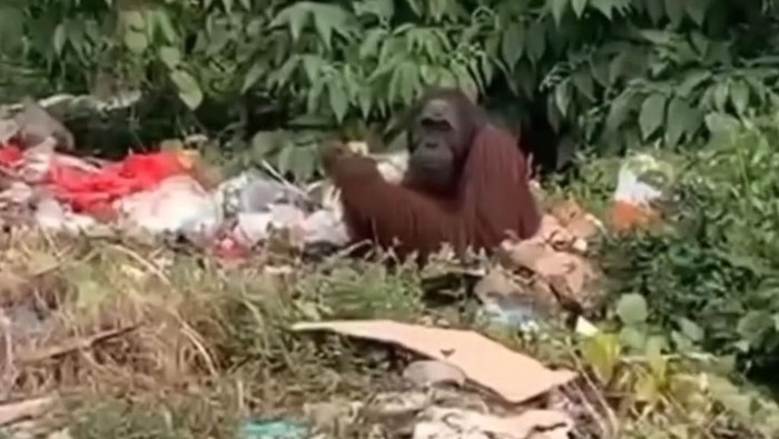 Viral di media sosial, orang utan mencari makan di tumpukan sampah di Simpang Perdau, Kecamatan Bengalon, Kutai Timur (Kutim), Kalimantan Timur (Kaltim). Dalam video tersebut, tampak orang utan itu duduk dan fokus menikmati makanan yang dipegangnya.