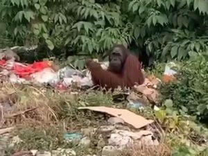 Sam Orang Utan di Kaltim Tertangkap Cari Makan di Tempat Sampah