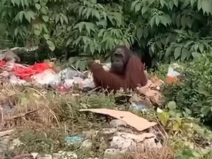 Orang Utan Makan Sampah, Penyusutan Habitat Picu Perilaku Satwa