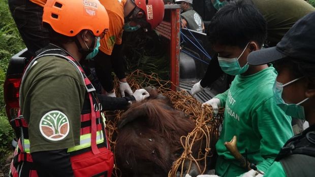 Orang Utan Bernama Sam Orang Utan Bernama Sam