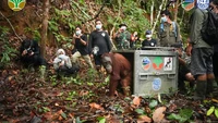 Tiga Orangutan Hampir Punah Dilepaskan di Hutan Kalimatan