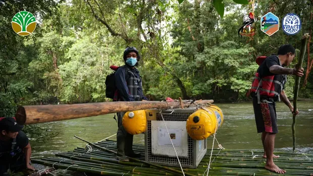Orangutan Tiga orangutan terancam punah dilepaskan ke Taman Nasional di Kalimatan. Mereka bernama Badul, Korwas, dan Asoka.