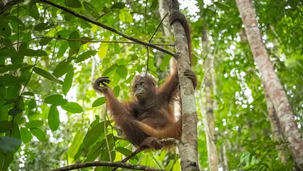 Orangutan Tiga orangutan terancam punah dilepaskan ke Taman Nasional di Kalimatan. Mereka bernama Badul, Korwas, dan Asoka.