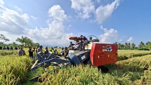 Panen Raya Perdana dan Launching Penyerapan 4 juta Ton Setara Beras Tahun 2026 di Kecamatan Tanjung, Lombok Utara, Jumat (30/1/2026). (Foto: Ahmad Viqi/detikBali)