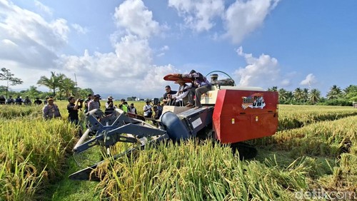Panen raya perdana di Kecamatan Tanjung, Lombok Utara, Jumat (30/1/2026). (Foto: Ahmad Viqi/detikBali)