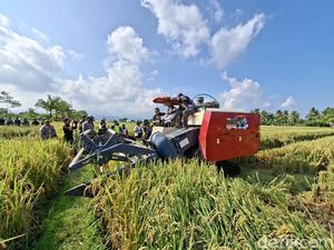 Bulog Targetkan Serap 240 Ribu Ton Setara Beras dari Petani NTB