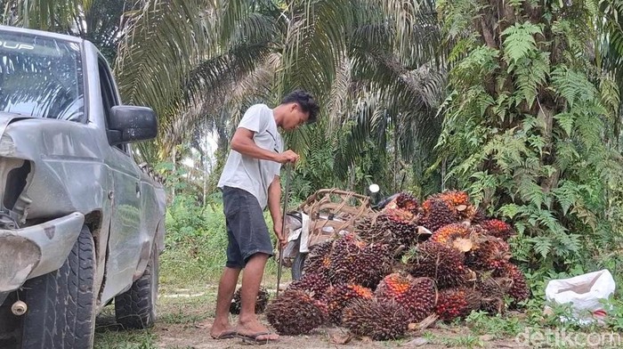 Petani sawit (Foto: Raja Adil Siregar/detikSumut)