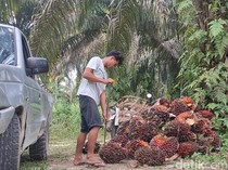 Pansus DPRD Usul Pajak Sawit Rp 1.700/Batang demi Tingkatkan PAD Riau