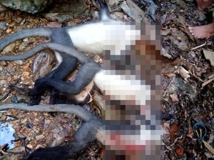 Pria Dayak Punan yang Viral Berburu Lutung Diterpa Hujatan hingga Kena Mental