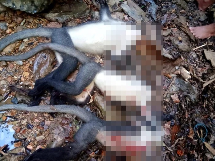 Pria Malinau Pamer Hasil Buruan Lutung Banggat