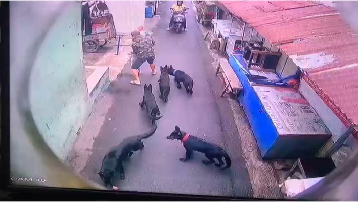 Kawanan Anjing Serang Anak Kecil di Gang Padat Kota Bandung
