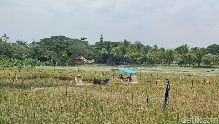 Sawah Jambansari yang berada di pusat kota Ciamis..