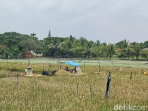 Rahasia Sawah Situs Jambansari di Ciamis yang Tak Pernah Kering