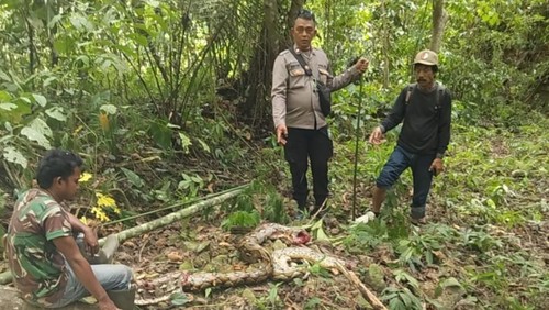 Seorang petani di Sigi, Sulawesi Tengah, tewas setelah dililit dan ditelan ular piton 5 meter. Warga menebas ular tersebut hingga mati.