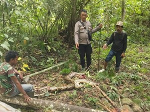 Ngeri, Petani di Sulawesi Tengah Ditemukan Ditelan Ular Piton hingga Leher