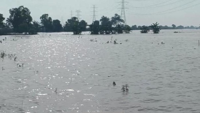Banjir rendam sawah di Indramayu.