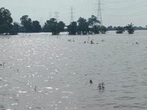 Banjir Rendam Sawah Indramayu, Musim Tanam Terpaksa Mundur