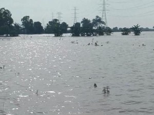 Banjir Rendam Sawah Indramayu, Musim Tanam Terpaksa Mundur