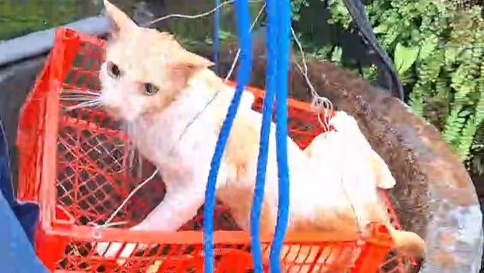 Damkar Selamatkan Kucing Tercebur Sumur 8 Meter di Brajan Klaten