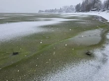 Fenomena Aneh Es di Danau Berubah Jadi Hijau