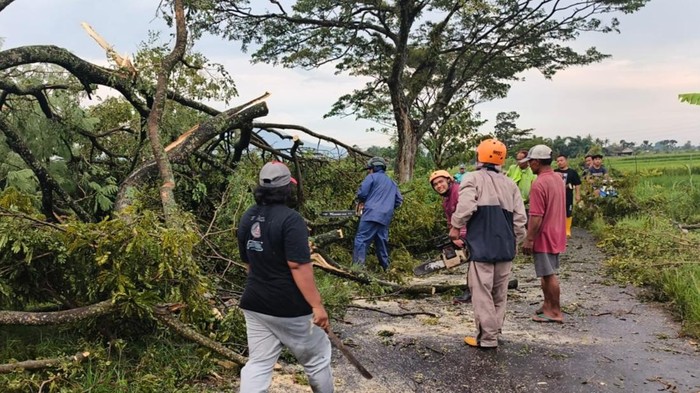 Evakuasi pohon tumbang di Kecamatan Manisrenggo, Klaten, Sabtu (31/1/2026).