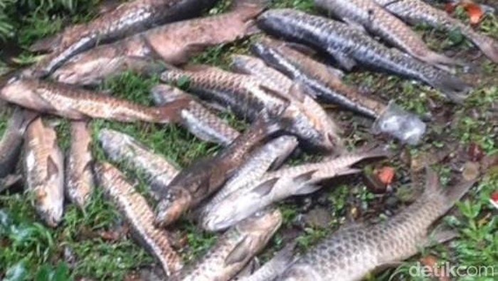 Jabar Hari Ini: Geger Kematian Ikan Dewa di Kuningan