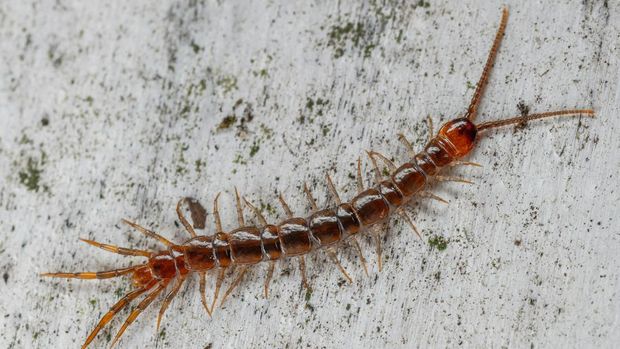 Kelabang di Kamar Kelabang di kamar