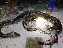 Ular Piton 6 Meter Mangsa Kambing di Konawe Disiram BBM-Mati Ditebas