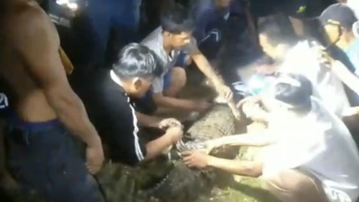 Geger Buaya 2 Meter Berkeliaran di Permukiman Warga Konawe Selatan