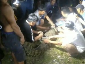Geger Buaya 2 Meter Berkeliaran di Permukiman Warga Konawe Selatan