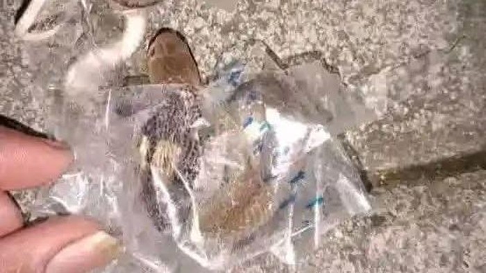 Ular Kobra yang Gigit Remaja Sukoharjo Diduga Terjebak di Selotip Paket