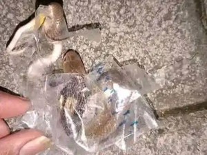 Ular Kobra yang Gigit Remaja Sukoharjo Diduga Terjebak di Selotip Paket