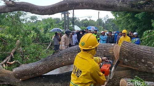 Dua pohon akasia tumbang akibat dihantam angin kencang di Desa Noinbila, Kecamatan Mollo Selatan, Kabupaten TTS, NTT, Minggu (1/2/2026).