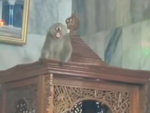 Monyet Liar Naik Mimbar Masjid di Cakung Jaktim, Damkar Evakuasi
