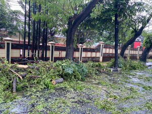 Dahan Pohon Patah Depan SPN Polda Sulsel, Lalu Lintas Sempat Macet